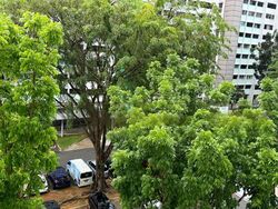 Blk 624 Ang Mo Kio Avenue 4 (Ang Mo Kio), HDB 3 Rooms #469970821